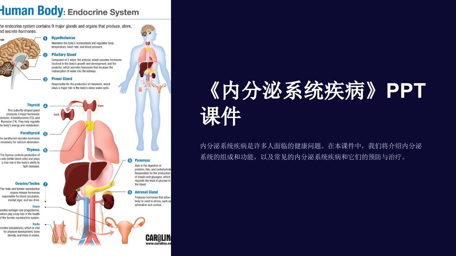 《内分泌系统疾病》课件