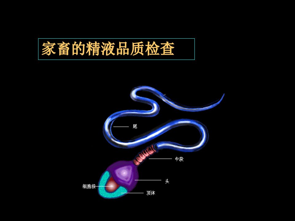 精子密度计数板(ppt课件)