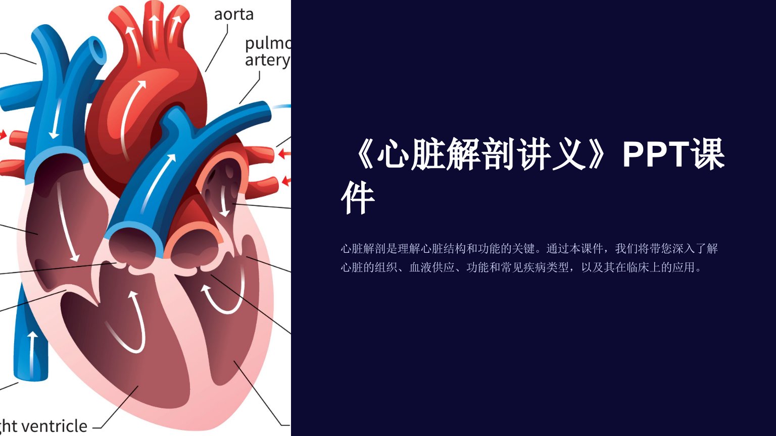 《心脏解剖讲义》课件