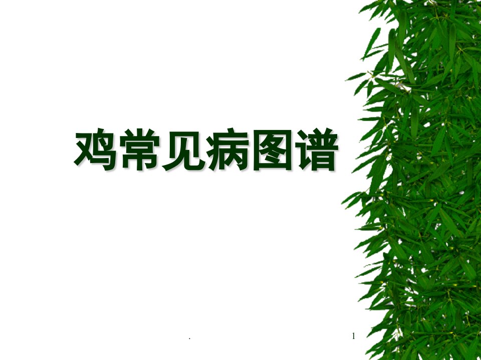 鸡常见病图谱精选幻灯片