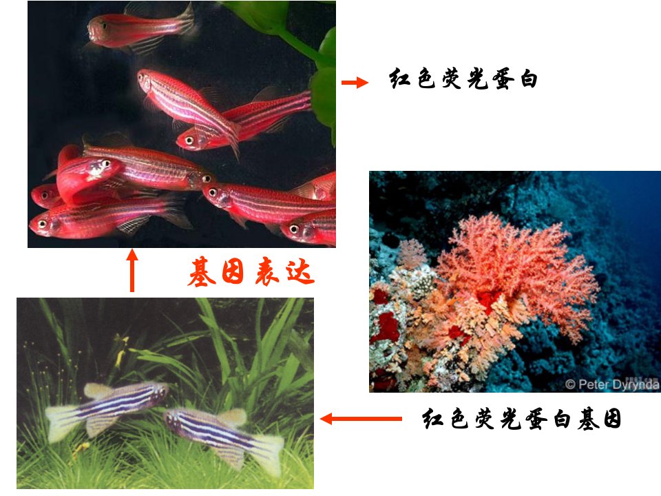 相同的粘性末端可以连接目的基因受体细胞运载体