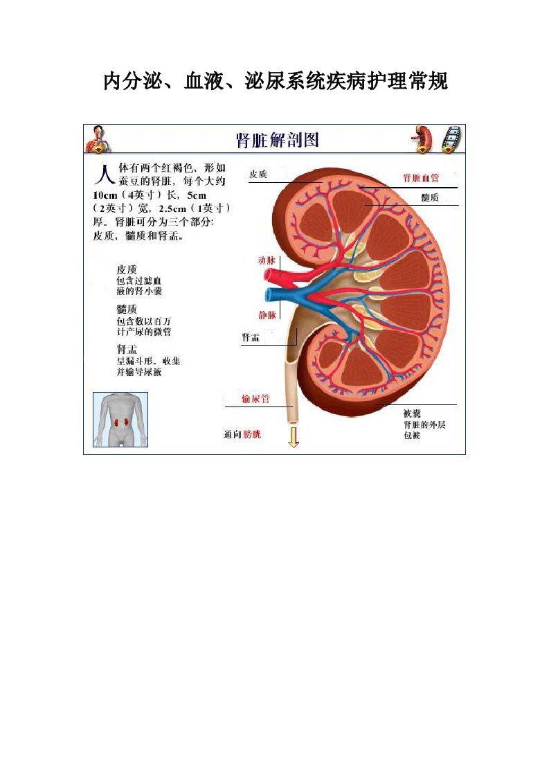 内分泌、血液、泌尿系统疾病护理常规