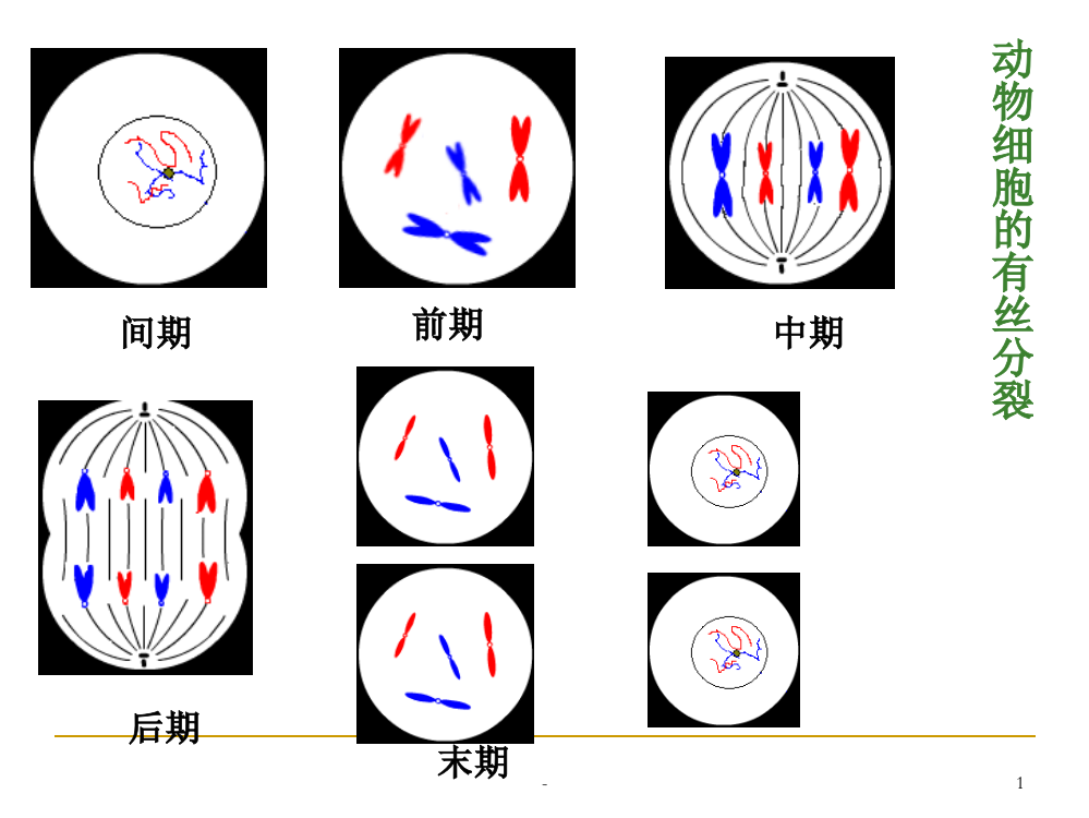 减数分裂学业水平复习PPT课件