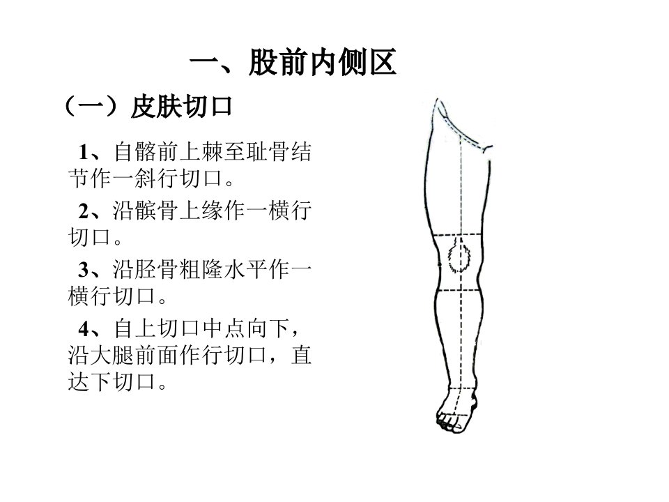 局部解剖学下肢PPT课件