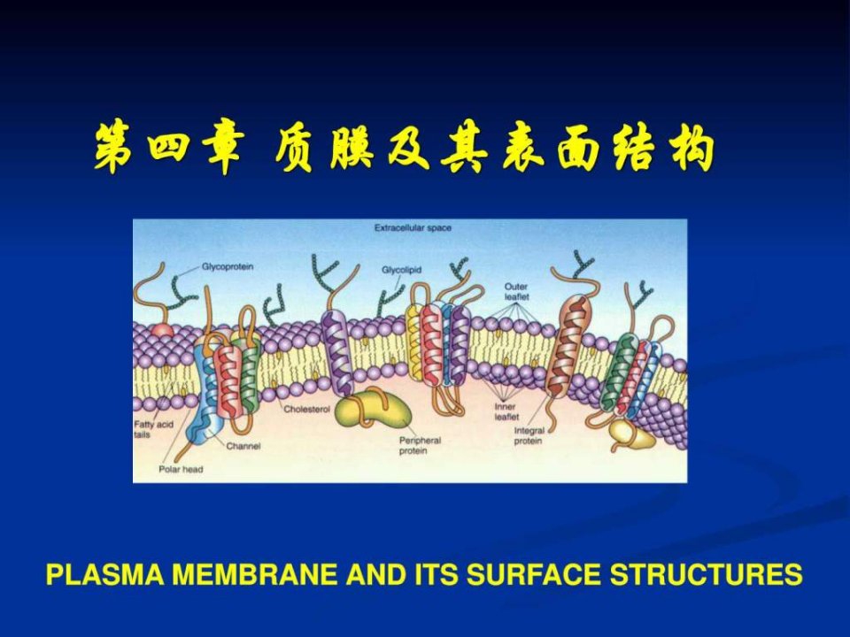 04质膜及表面结构翟中和细胞生物学全套_图文.ppt