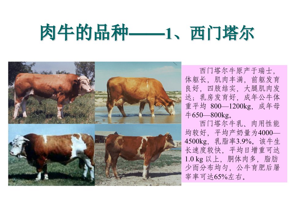 肉牛养殖技术专题培训课件