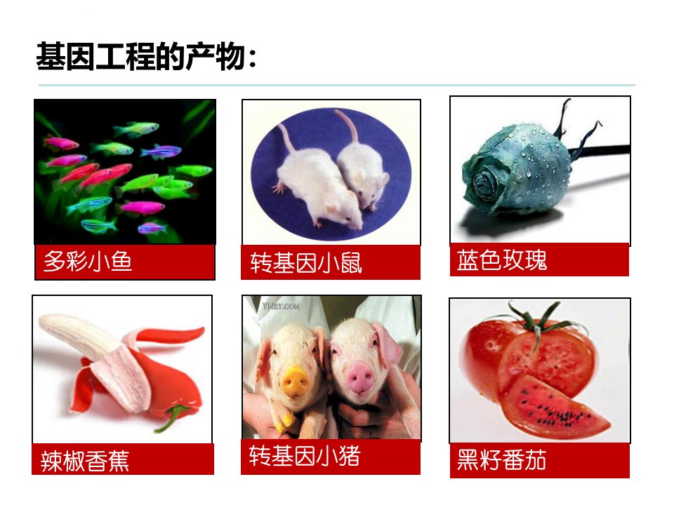 基因工程的工具公开课ppt课件