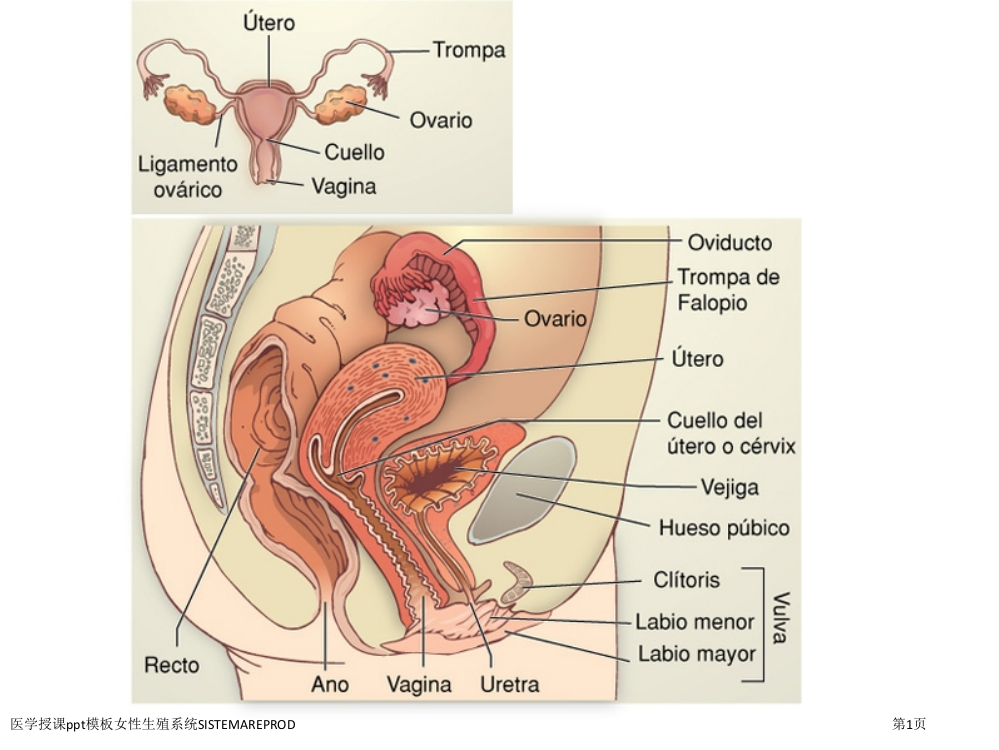 医学授课ppt模板女性生殖系统SISTEMAREPROD