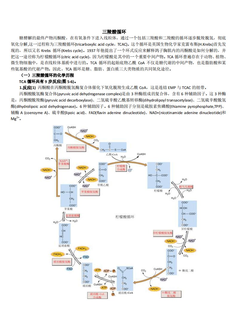 三羧酸循环过程