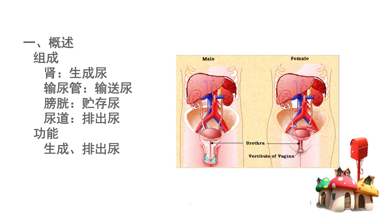 幼儿泌尿系统和生殖系统的特点和卫生保健医学PPT课件