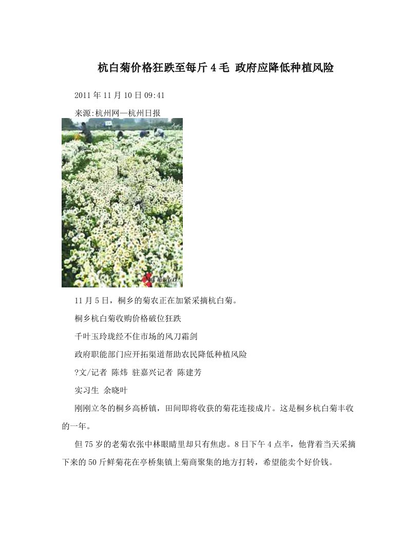 杭白菊价格狂跌至每斤4毛+政府应降低种植风险