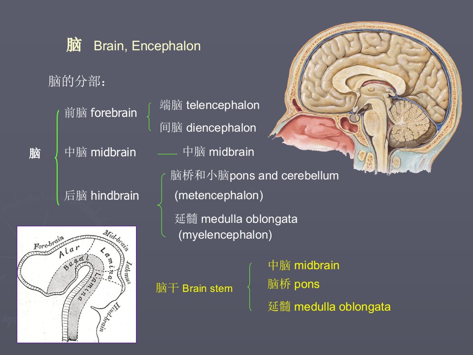 脑干解剖