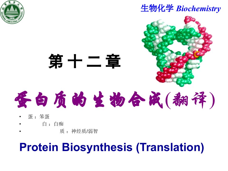 第十一章蛋白质生物合成课件