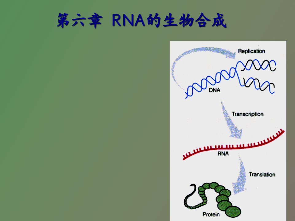 生物化学合工大第六章RNA的生物合成