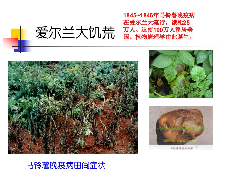 医学专题植物保护学通论植物病害分析