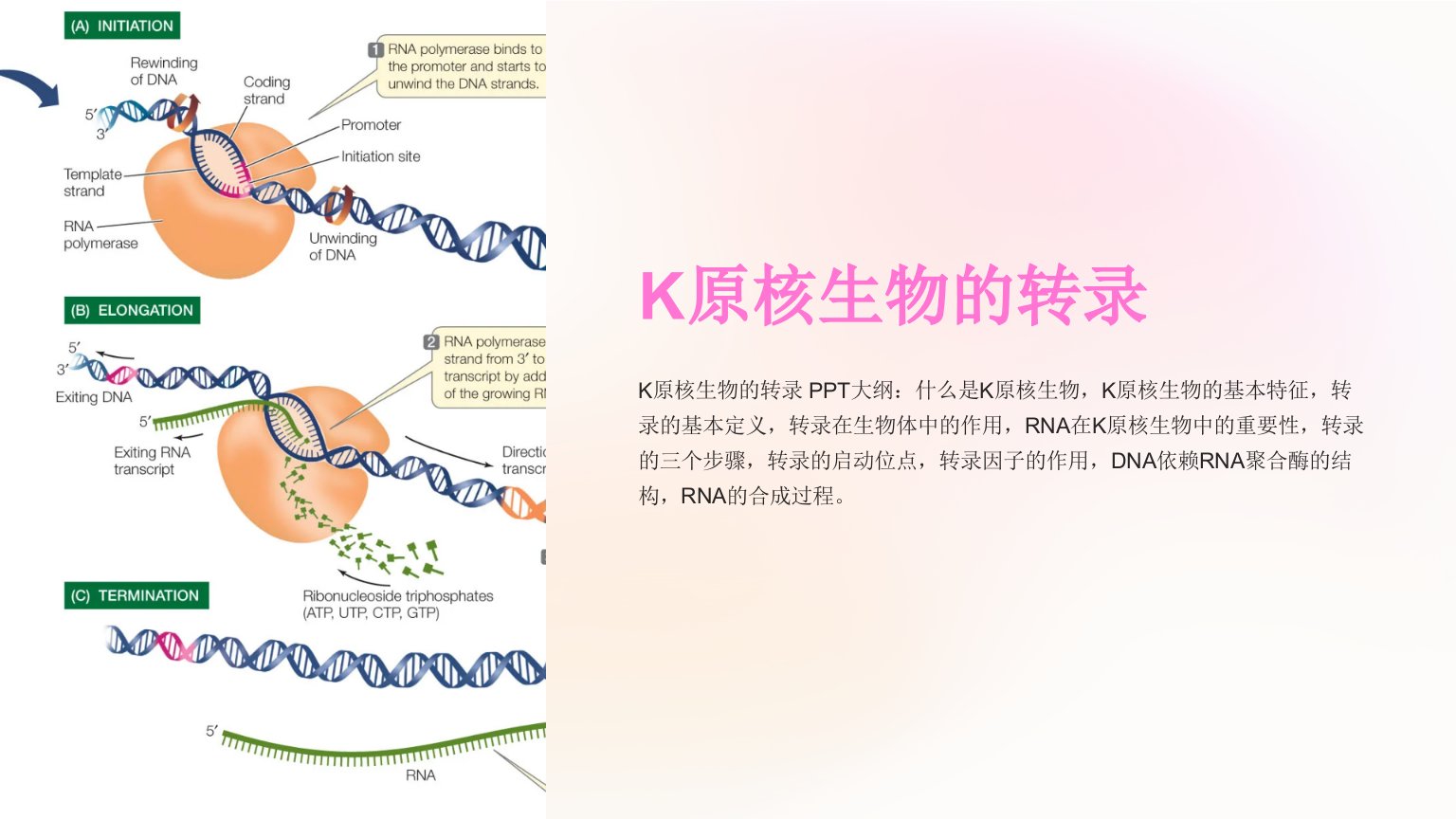 《K原核生物的转录》课件