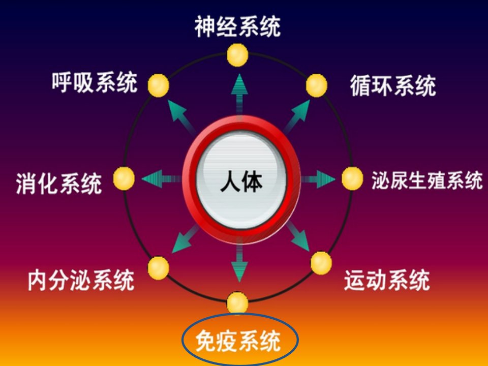 医学免疫学第二章--免疫系统ppt课件