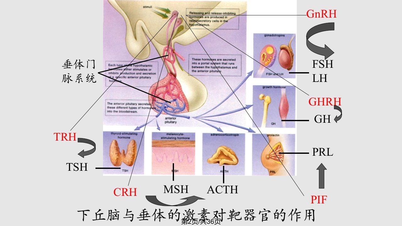 肢端肥大症诊治指南