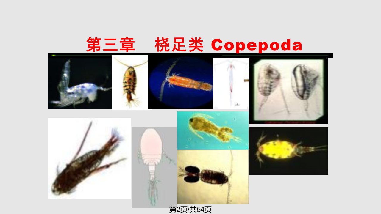 水生生物学桡足类