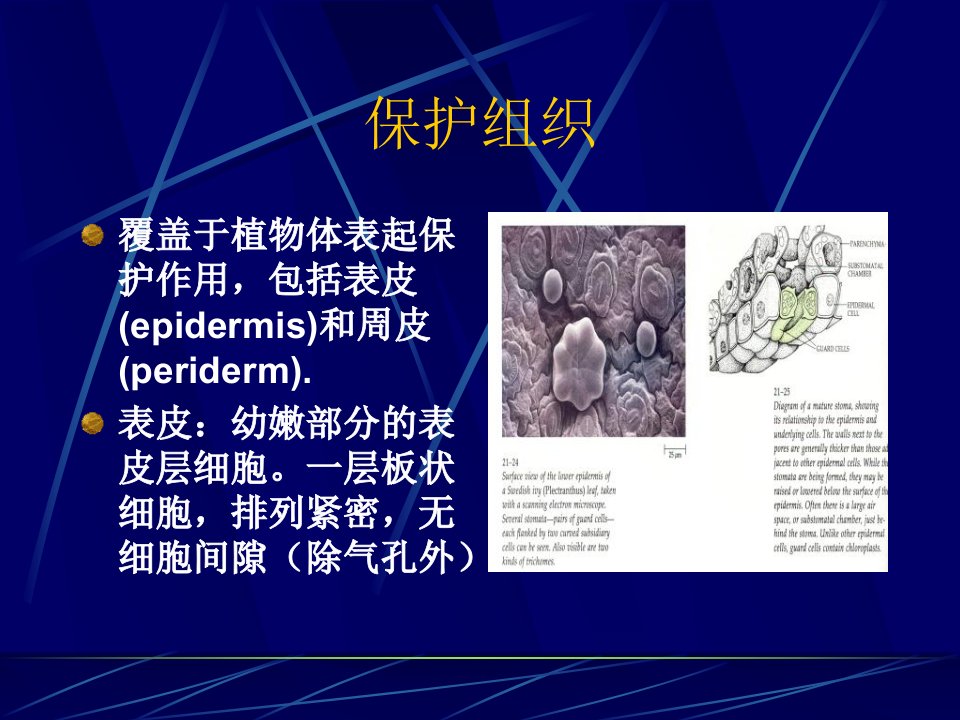 植物的细胞和组织第四部分