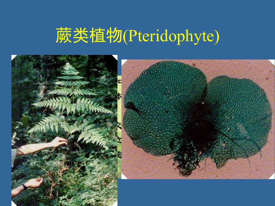 奥赛辅导植物生物学蕨类植物部分ppt课件