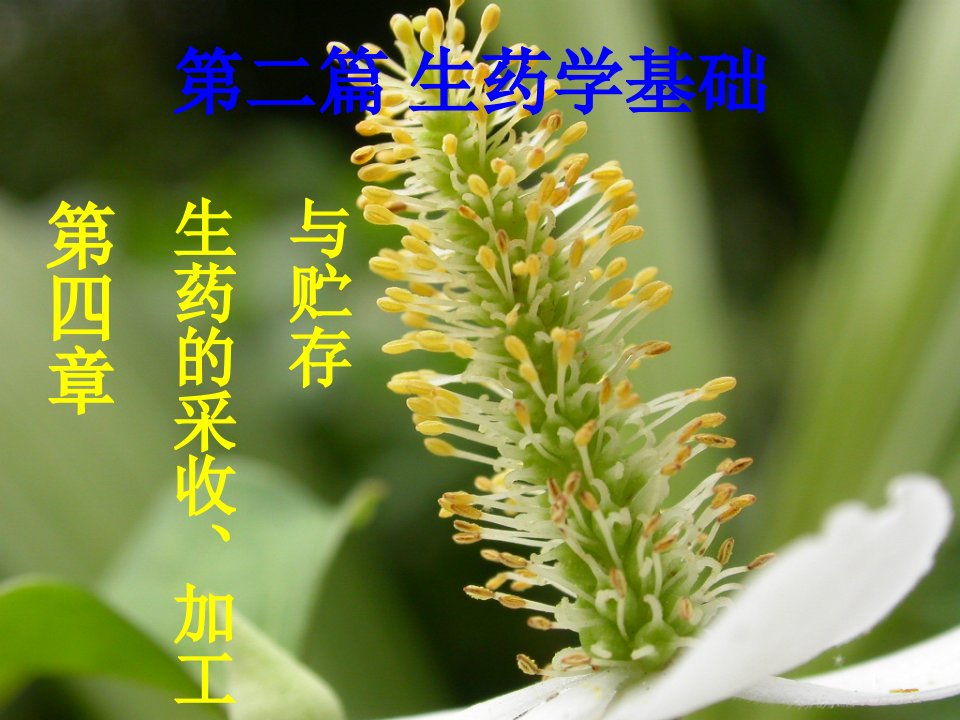 药用植物学与生药学ppt课件