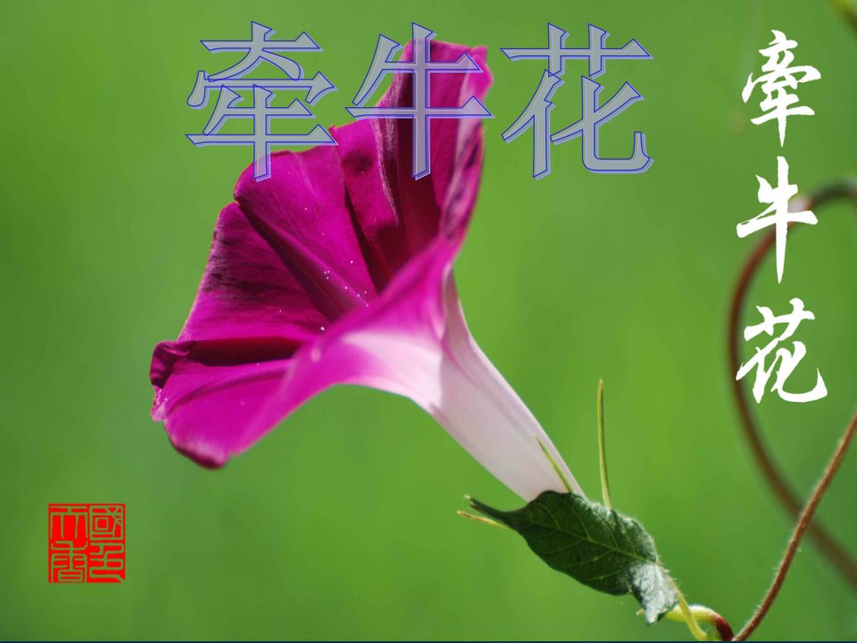 牵牛花（课堂PPT）