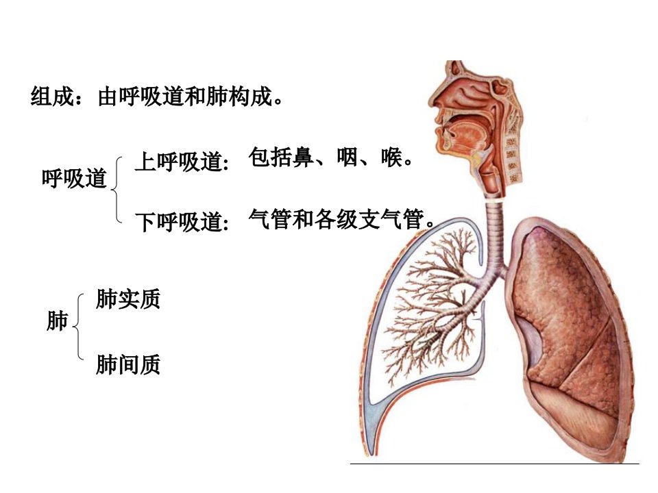 系统解剖学呼吸系统zha