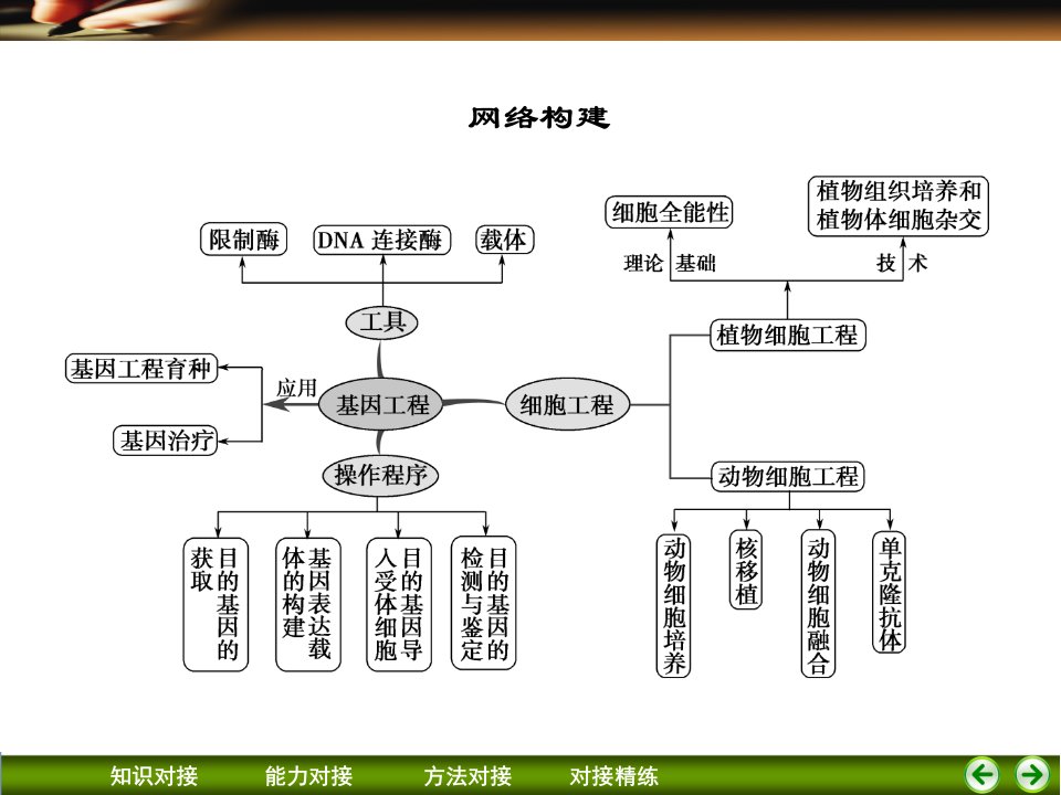 基因工程、细胞工程复习PPT课件