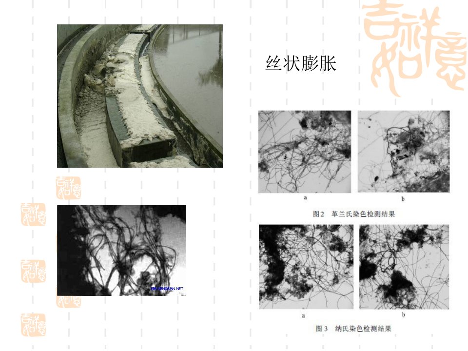 活性污泥丝状膨胀22资料