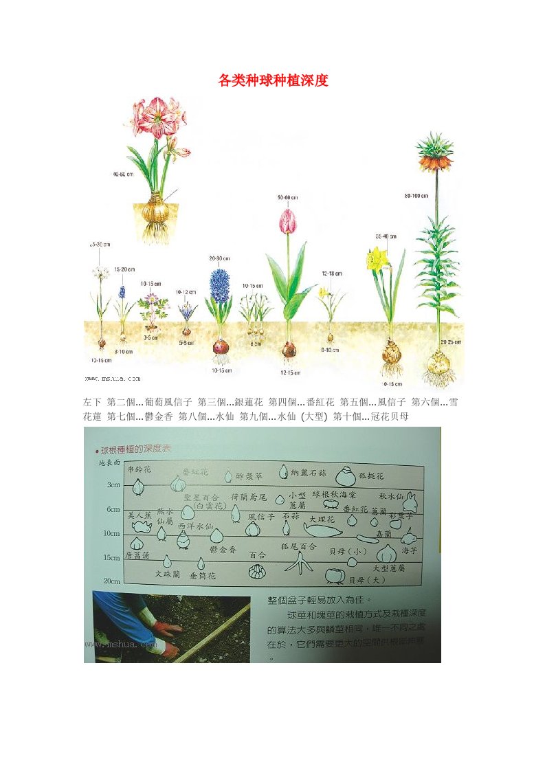 种球种植郁金香种植技巧