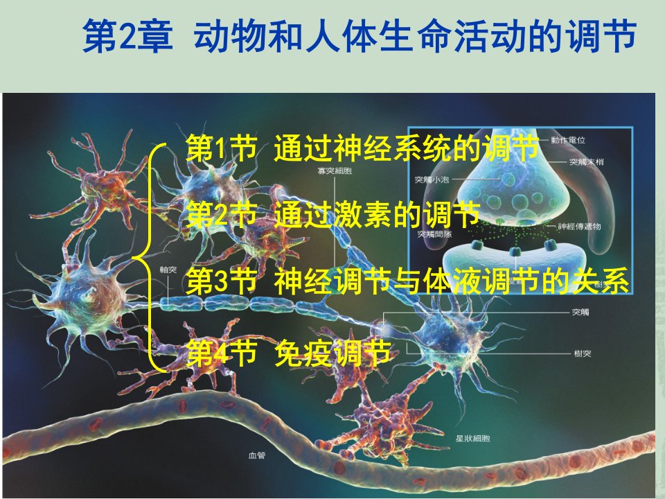 通过神经系统的调节-张韶杰