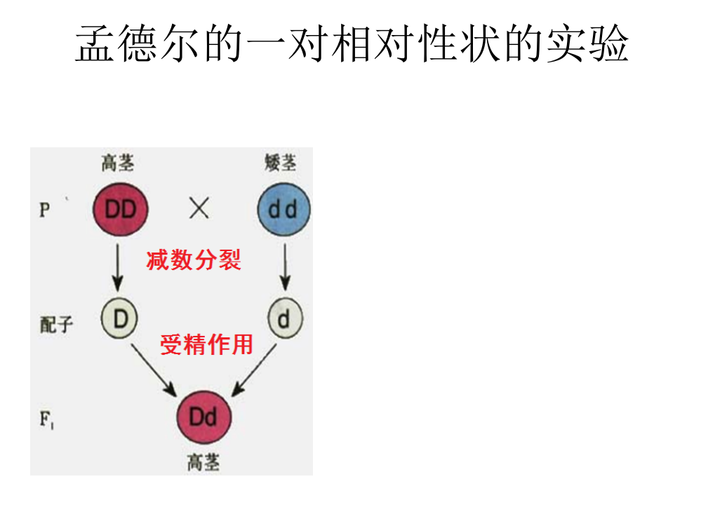 孟德尔遗传定律的补充