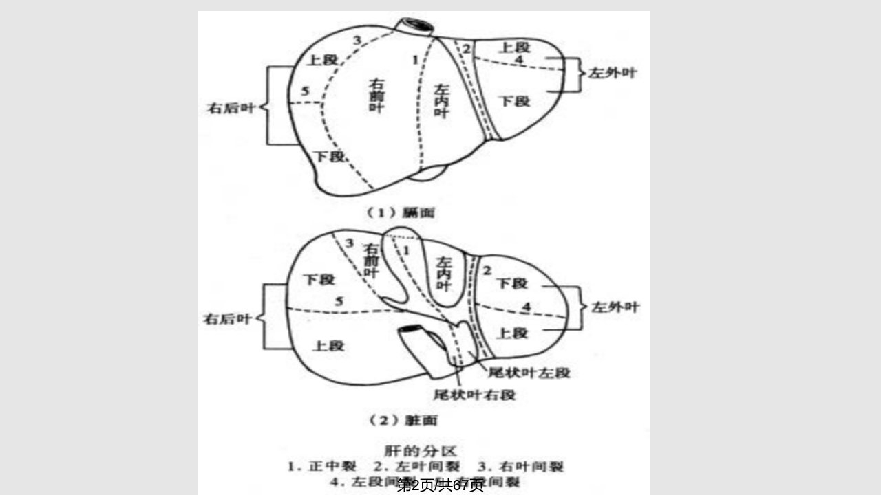 肝脏疾病病人的护理2