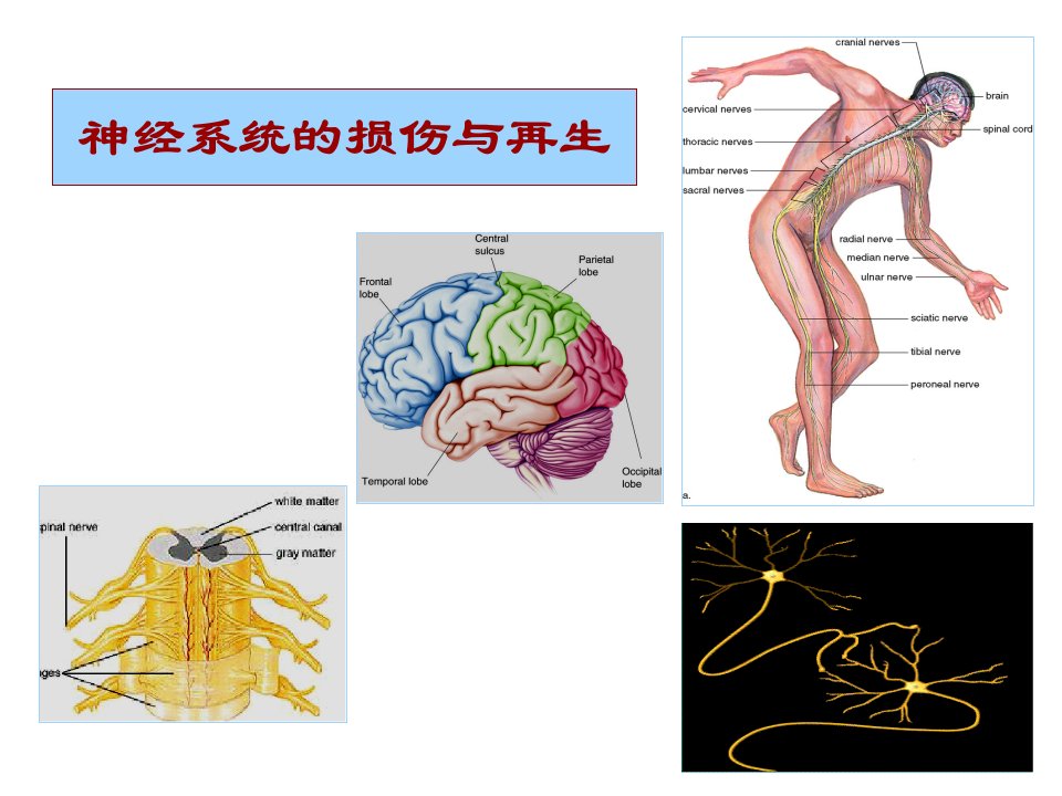 神经生物学7