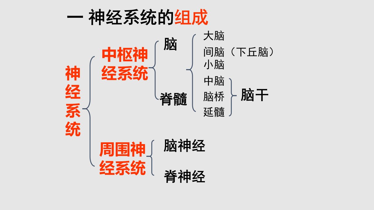 高二生物人和高等动物的神经调节人教