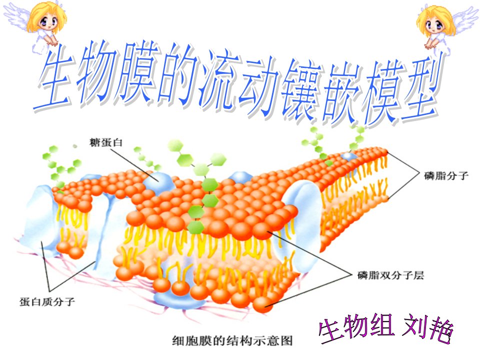 生物膜流动镶嵌模型课件