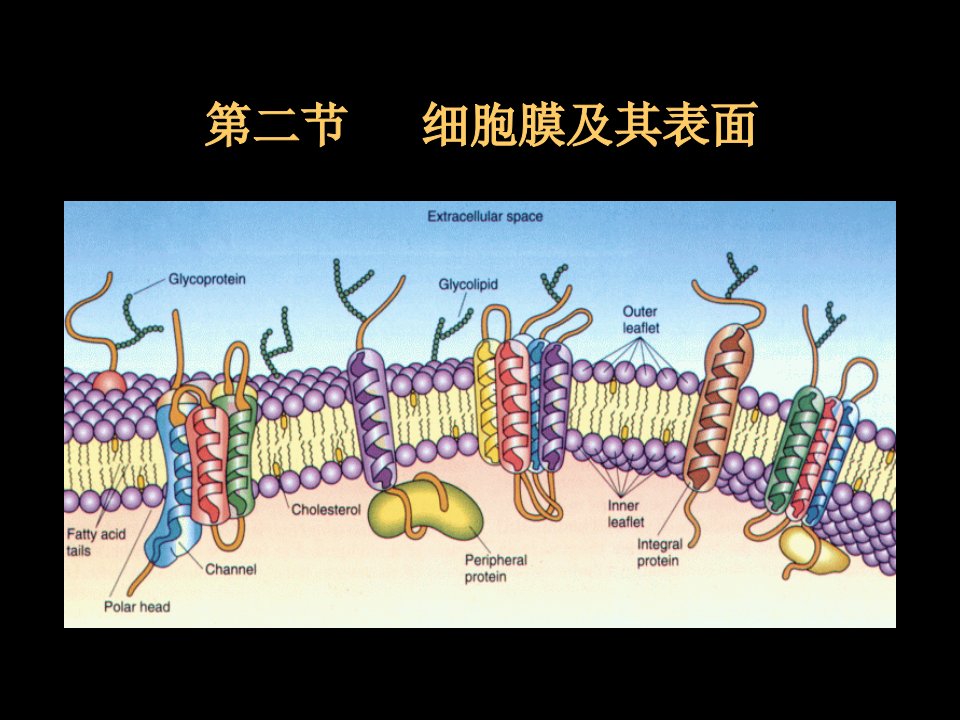 细胞膜及其表面医学生物学ppt课件