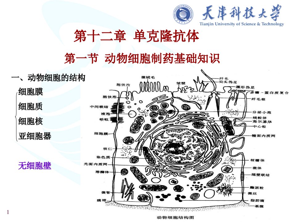 《克隆抗体》PPT课件