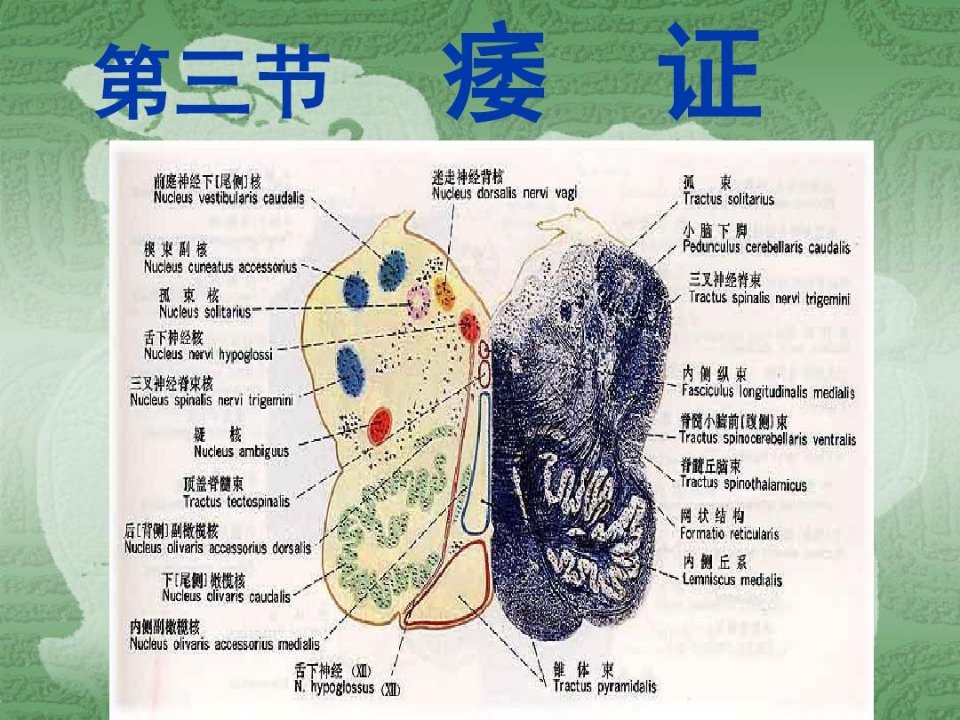 中医内科学痿证