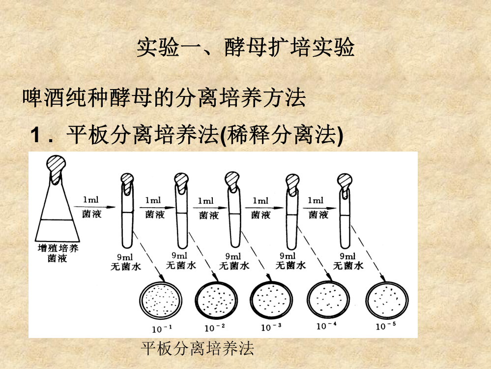 附实验一酵母扩培实验