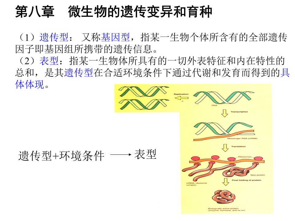 微生物学-7-7-7微生物的遗传变异和育种