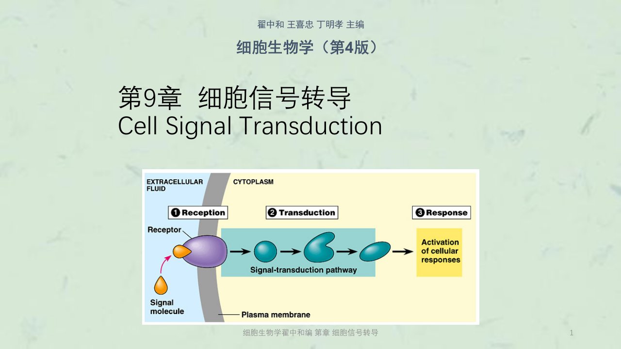 细胞生物学翟中和编第章细胞信号转导课件