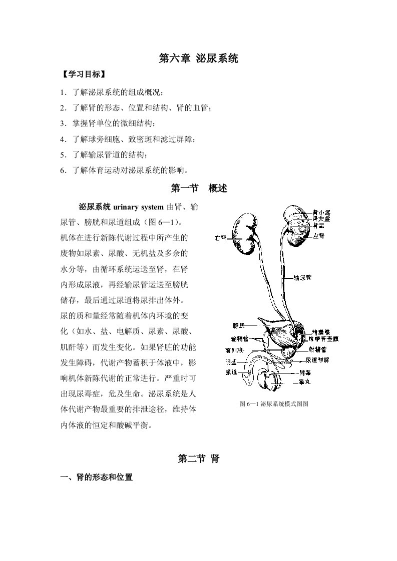 第六章+泌尿系统