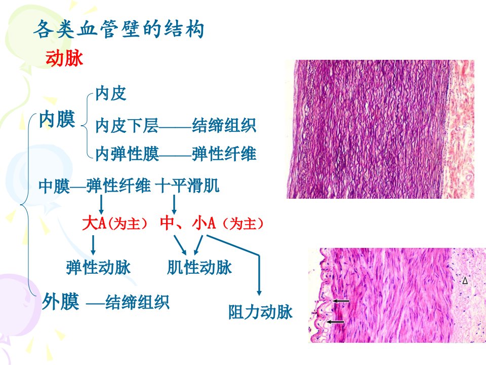 4循环免疫皮肤