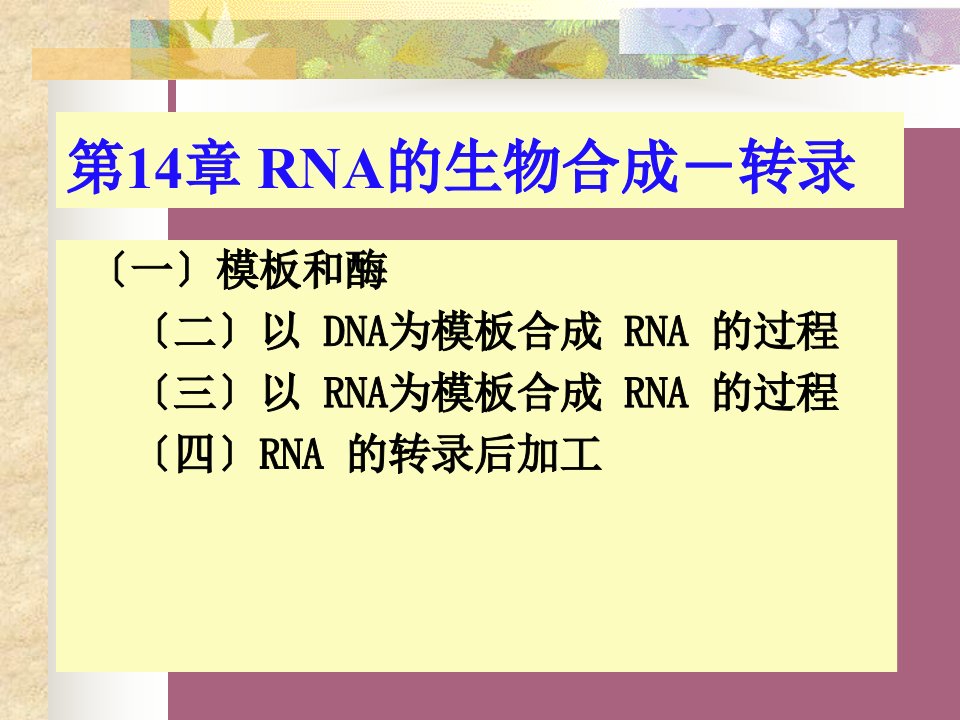 核酸的生物学功能ppt课件