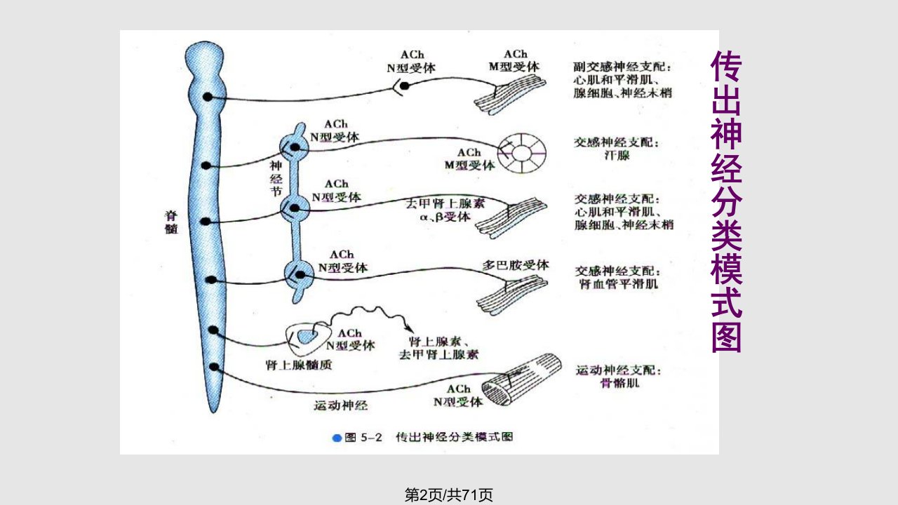 药理学第五至九章