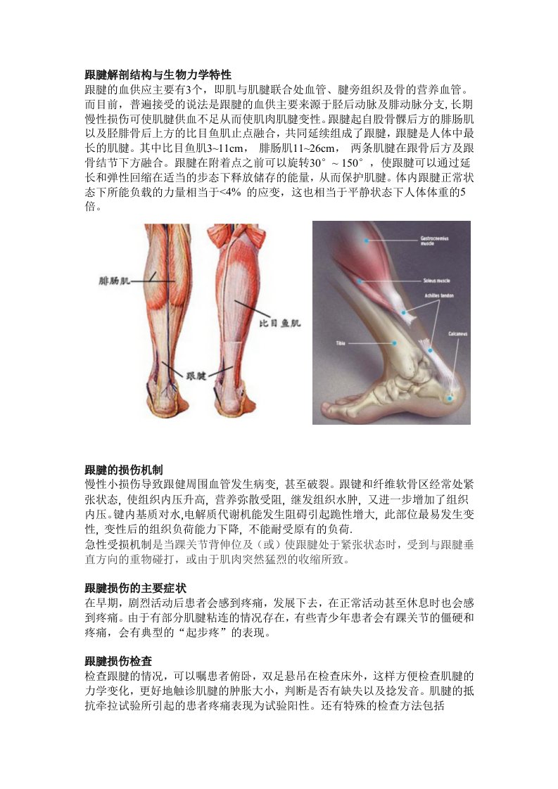 跟腱解剖结构与生物力学特性