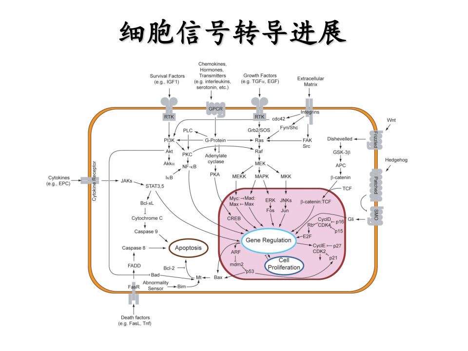 细胞信号转导进展-细胞信号分子