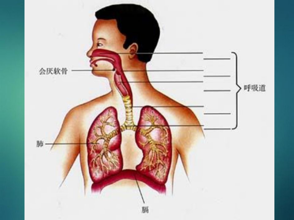 发生在肺内的气体交换